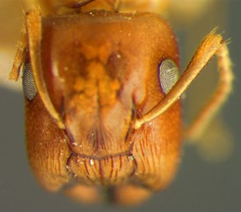 Media type: image; Entomology 21553   Aspect: head frontal view